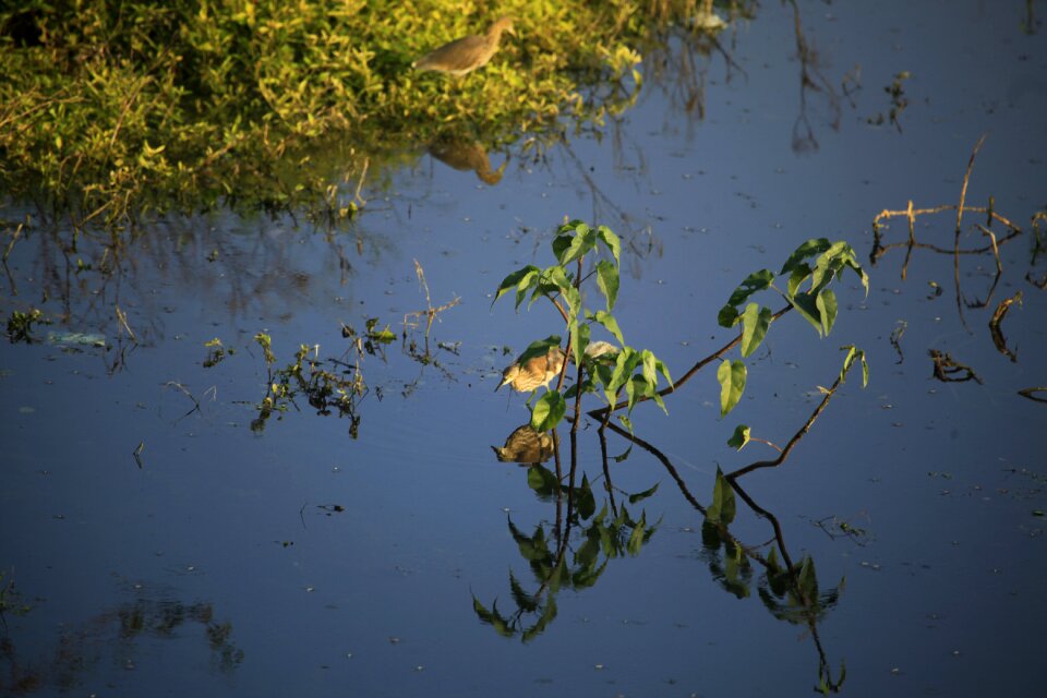 Biology heron wildlife