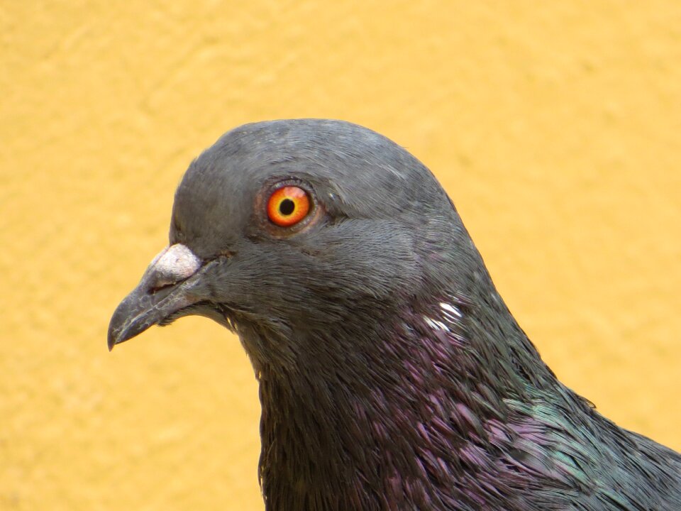 Head red eye orange birds