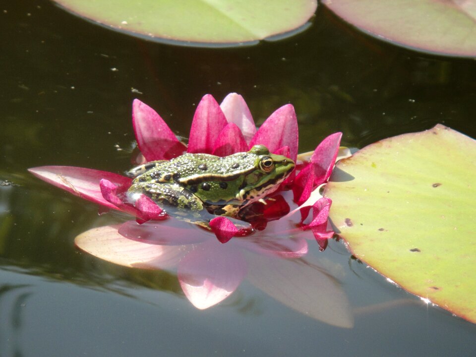 Water green water fauna