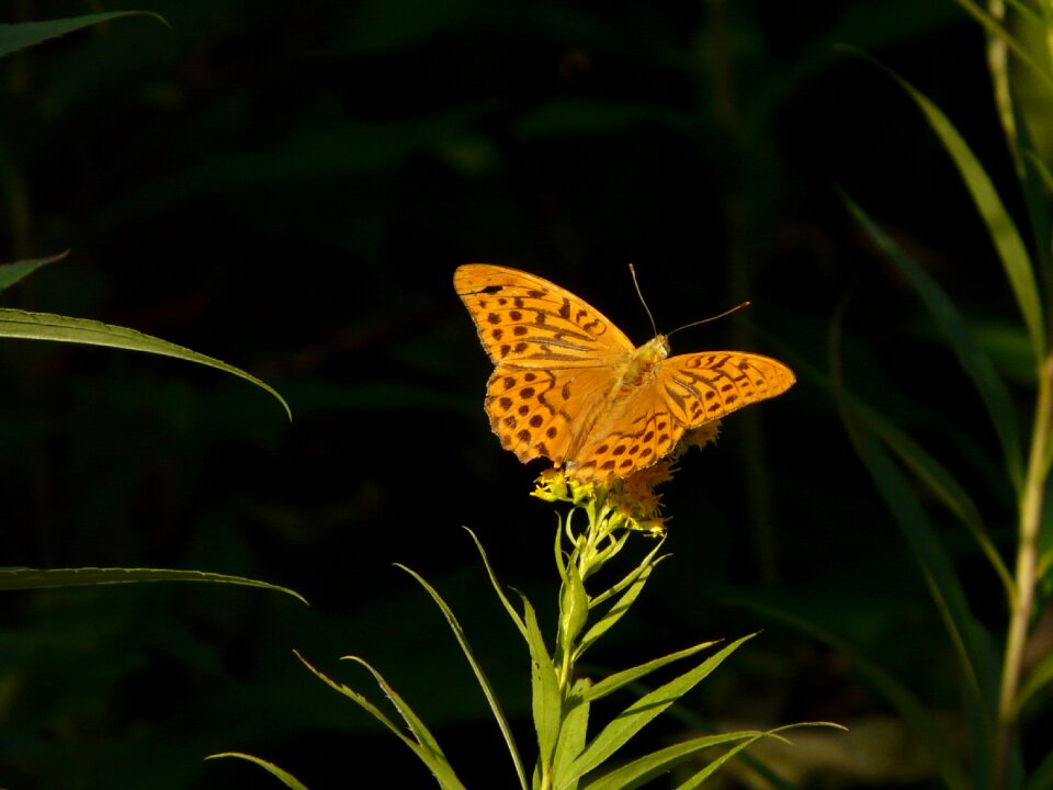 Arthropod nature animal