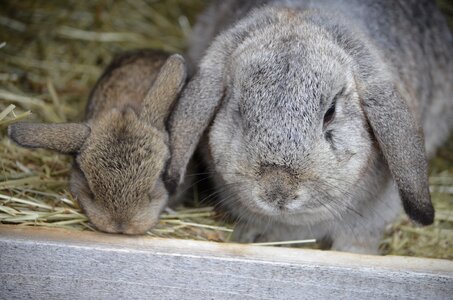 Hare baby floppy ear silver photo