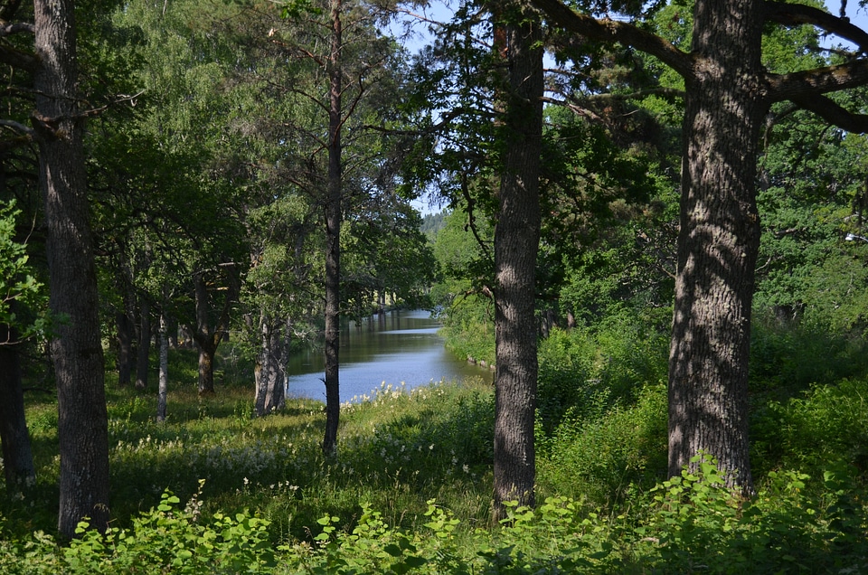 Sweden tree water
