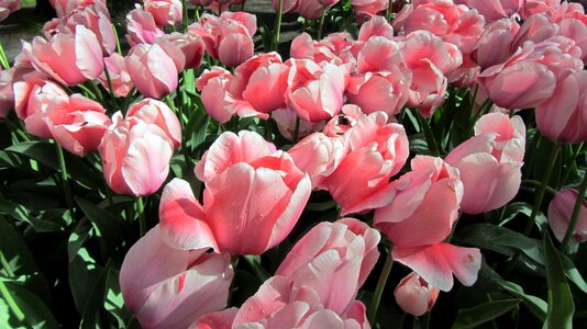Netherlands bulb pink