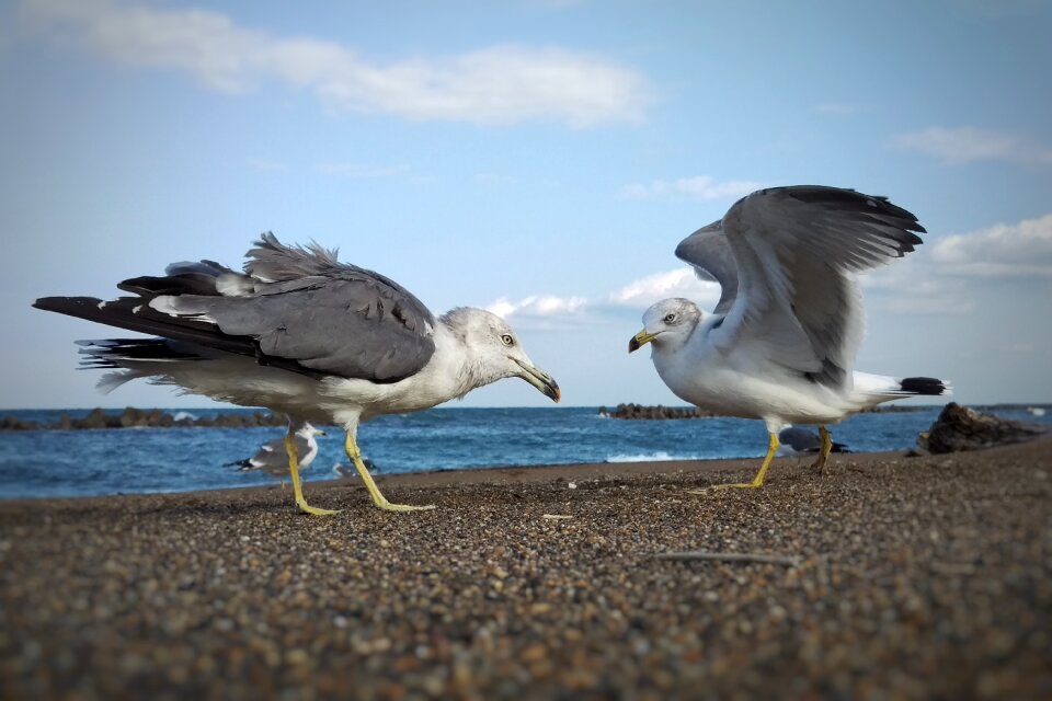Seagull birds of the sea wild birds