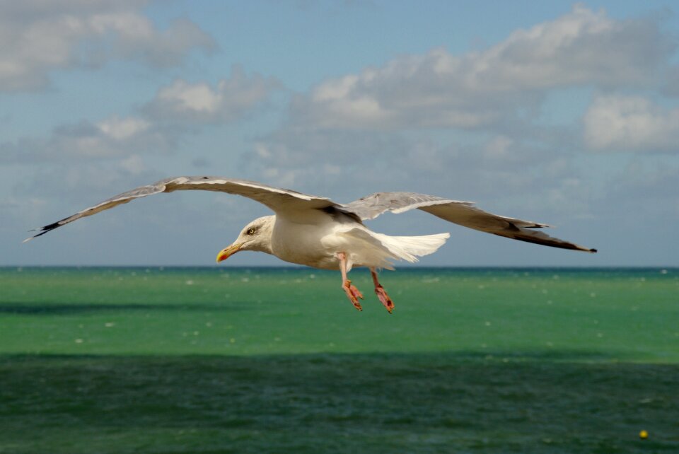 Goëland animal bird
