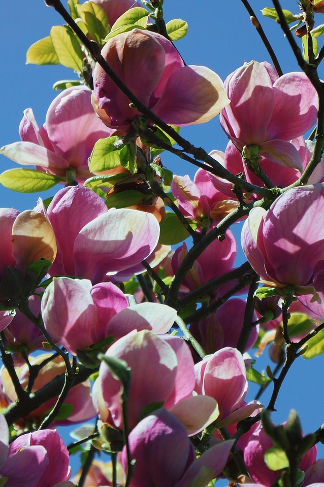 Magnolia flowers trees flowers photo