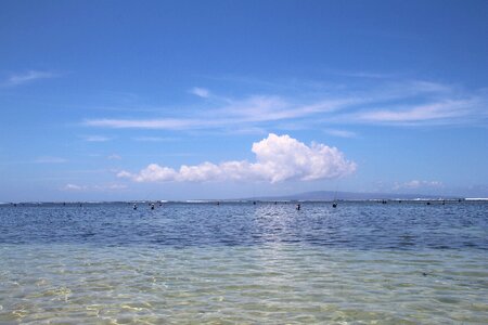 Marine fish fish sea photo