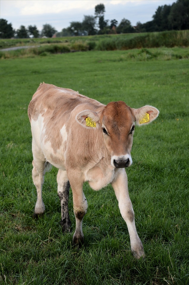Cow cattle agriculture