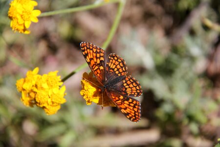 Monarch orange