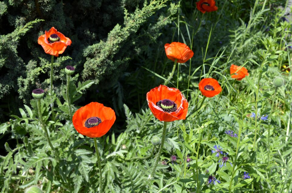 Flowers red poppy garden