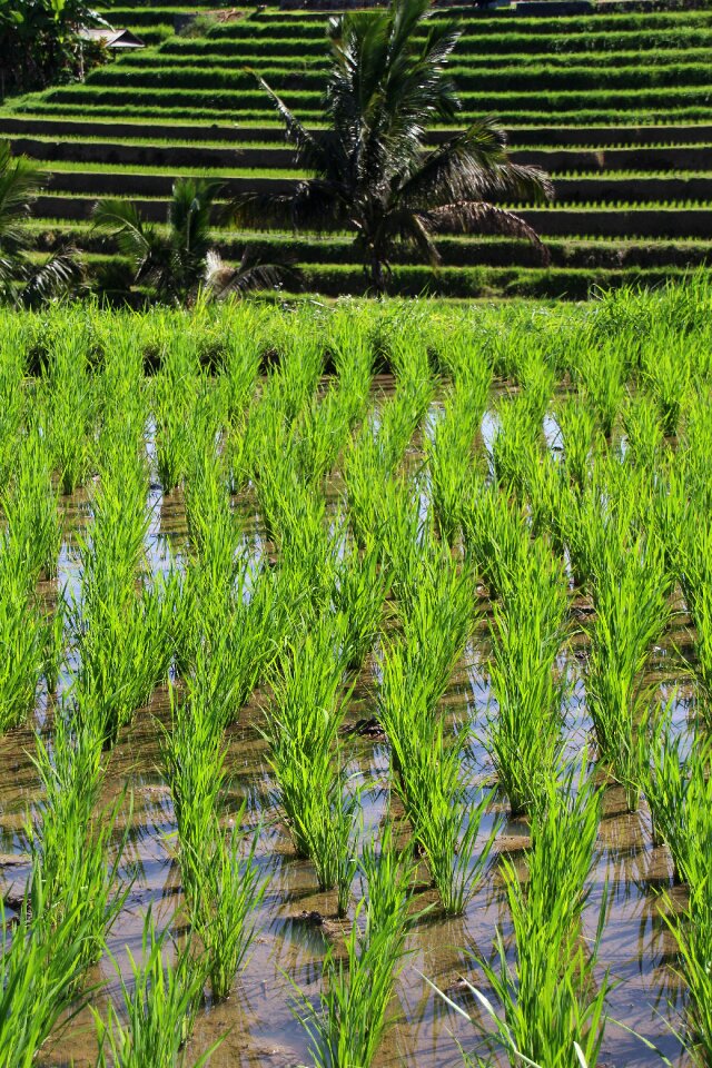 Unesco world heritage indonesia holiday