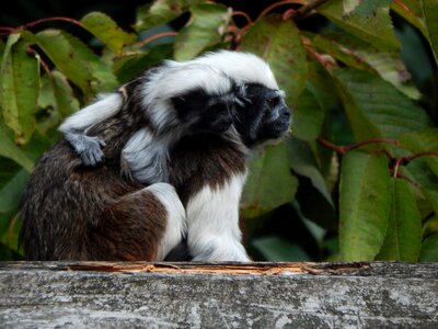 Tamarin tamarin monkey marmosets photo