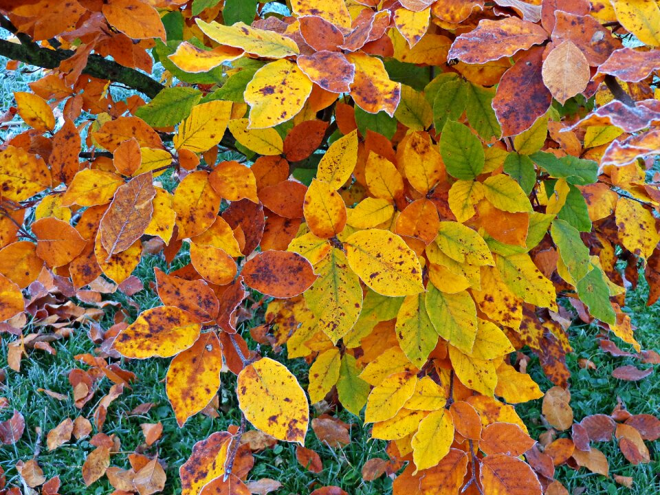 Yellow leaves nature autumn gold
