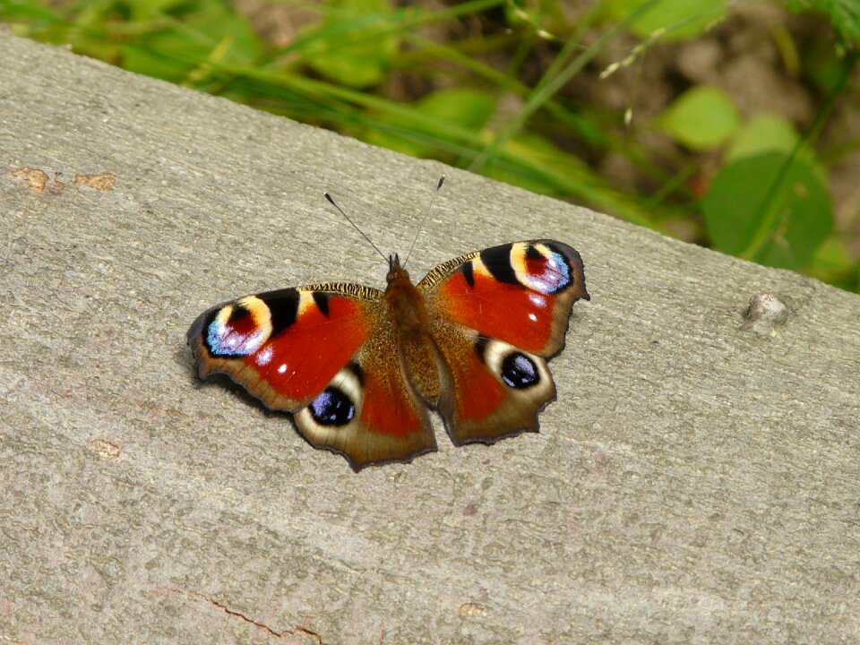 Nature insect fauna
