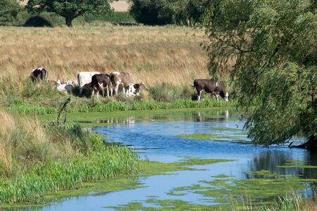 Reservoir cows