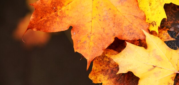 Fall foliage close up golden