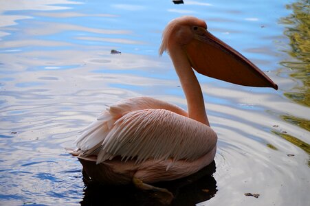 Big bill pelicans pink pelican