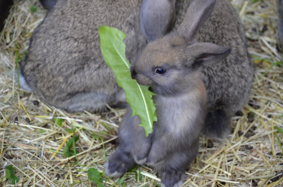 Brown floppy ear food