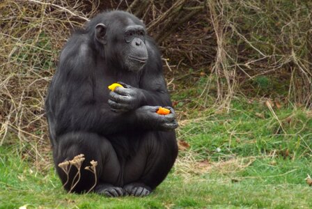 Ape eating