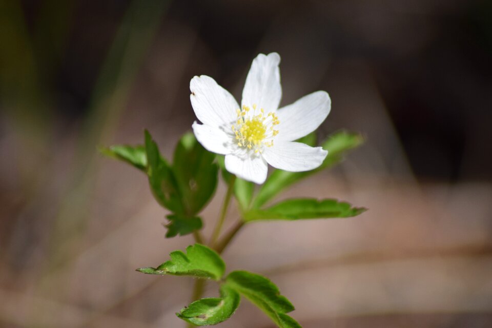 White flower plant white blossom