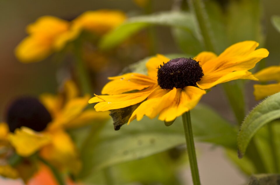 Autumn yellow close up