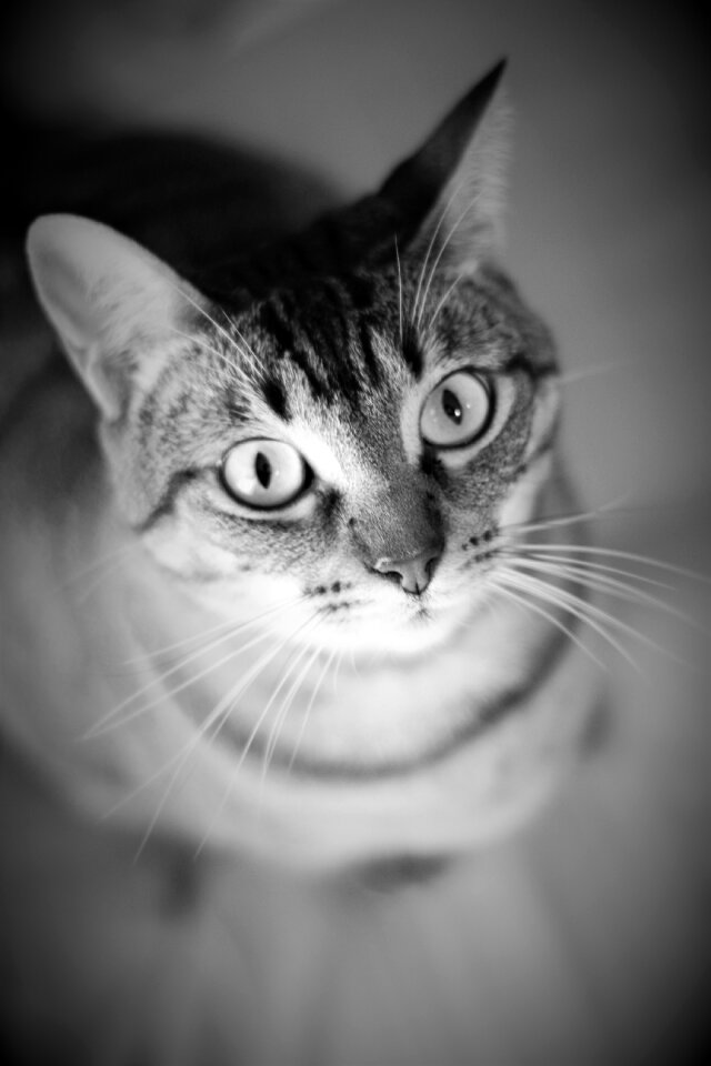 Search pet black and white