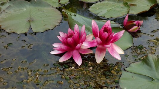 Water fauna water lily sheet