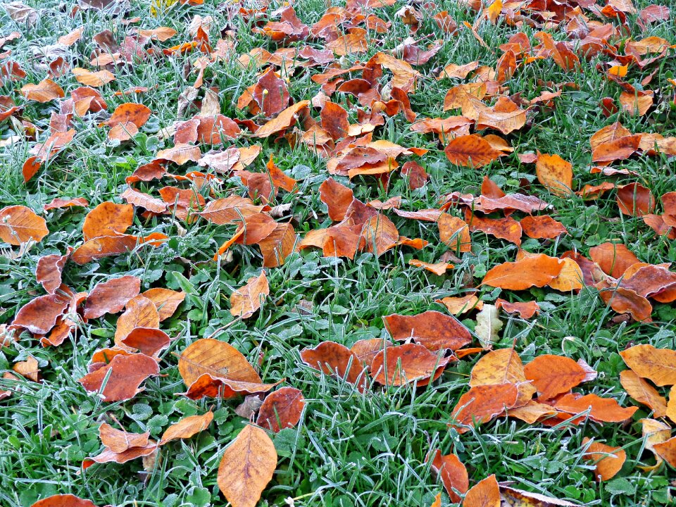 Nature autumn gold forest