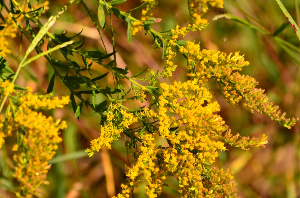 Flowers yellow bold