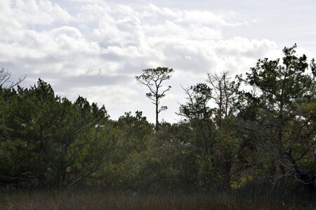 Swamp landscape outdoors