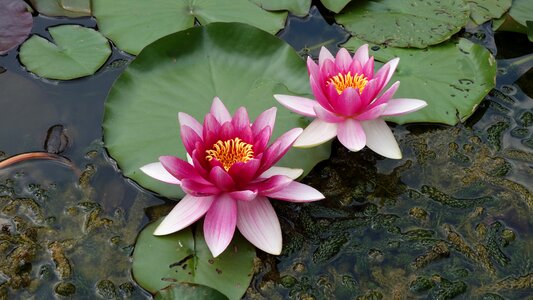Water fauna water lily sheet