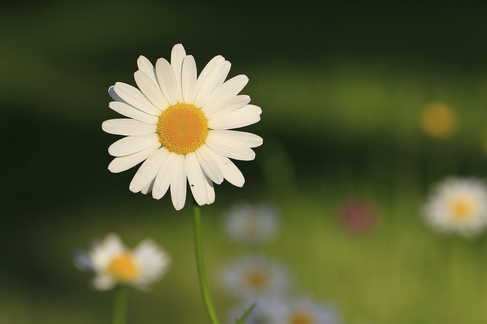 Mood color spring