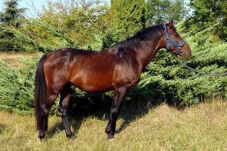 Horse breeding standard breeding horses