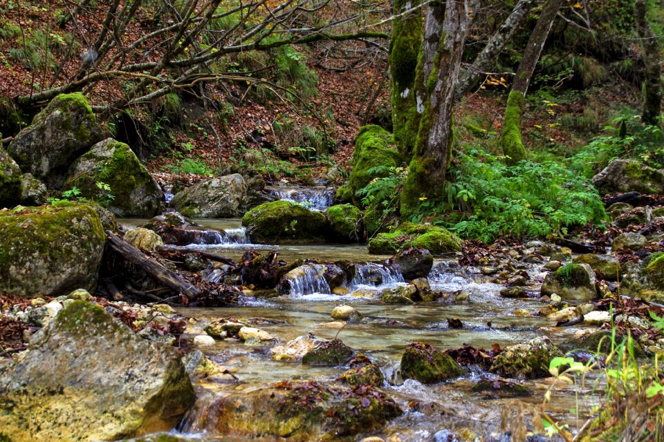 Source the abruzzo national park camosciara