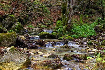 Source the abruzzo national park camosciara