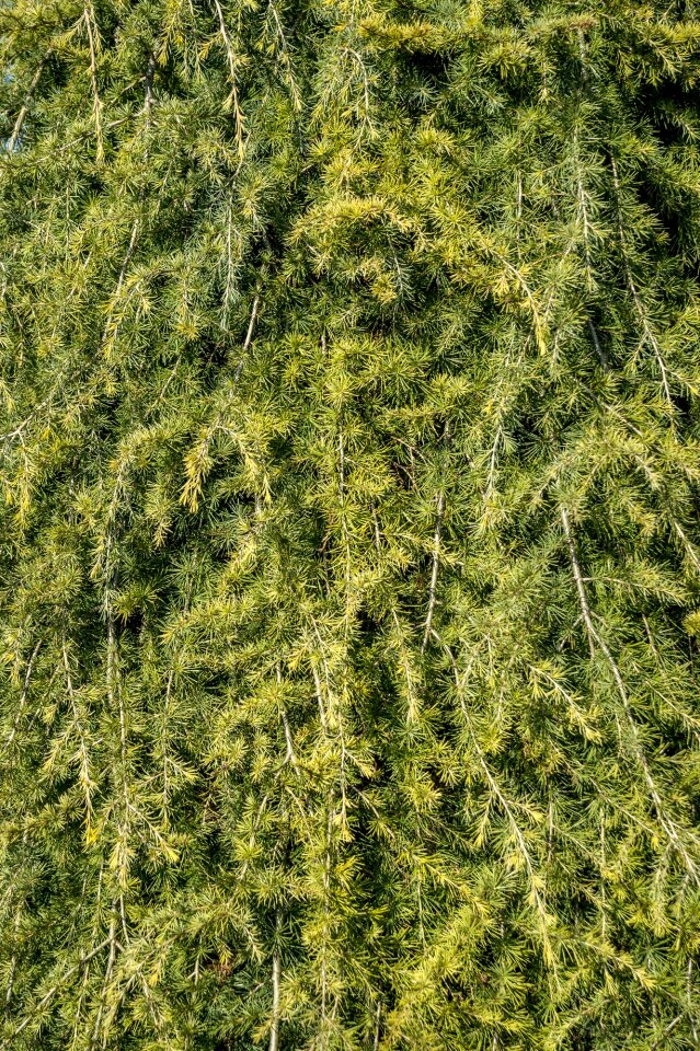 Tree branch pine