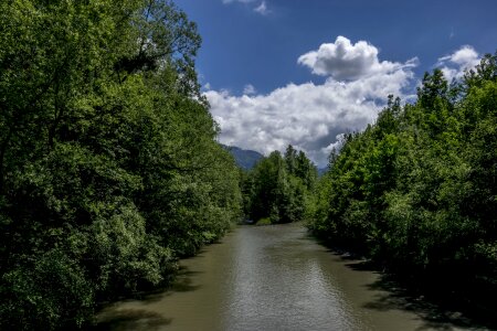 Side of the river summer green forest photo