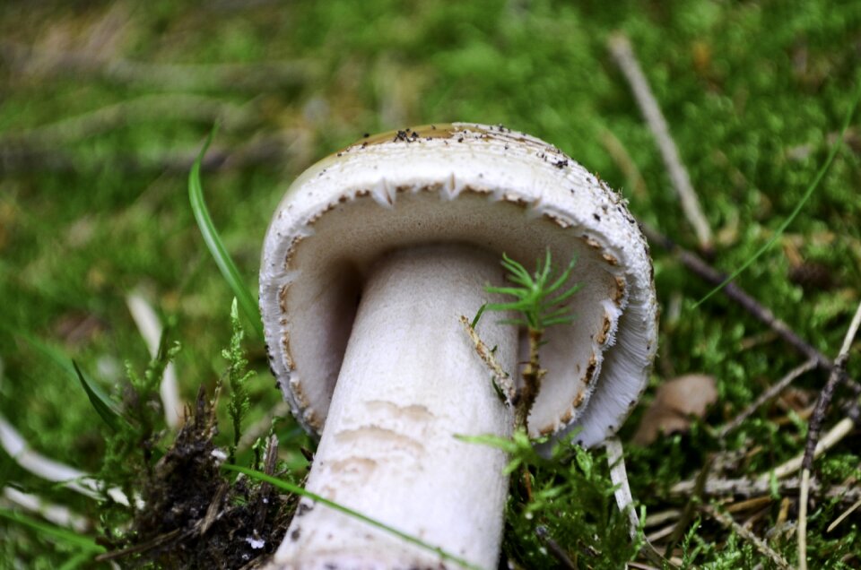 Autumn moist mushroom picking