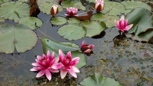 Water fauna water lily sheet