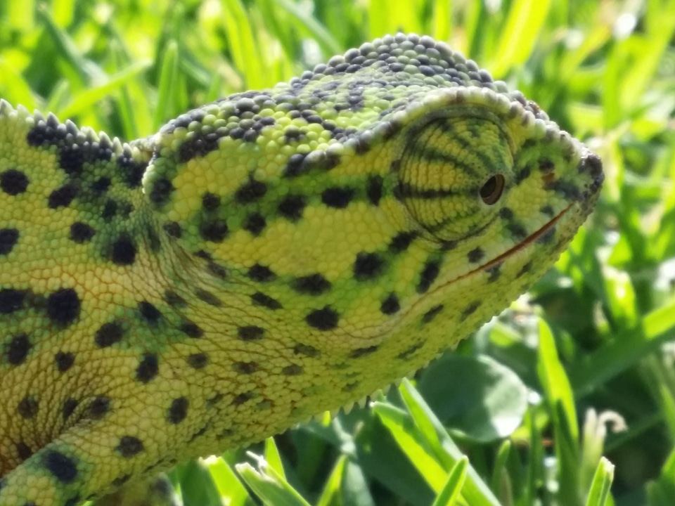 Camouflage animal wildlife