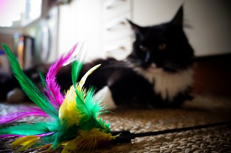 Play pet colorful