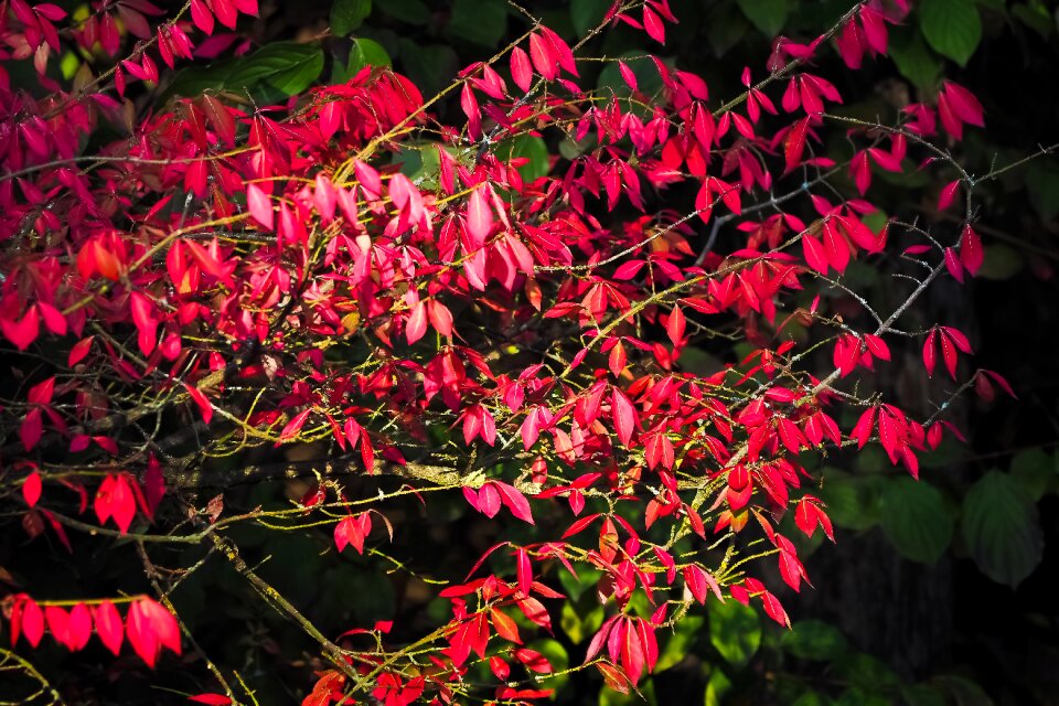 Tree landscape plant