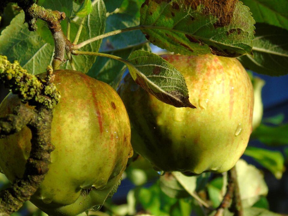 Harvest ripe morgentau