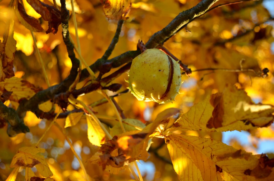 Leaves yellow nature