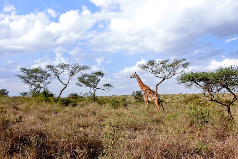 Adventure animal wildlife