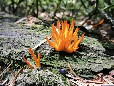 Autumn moist mushroom picking