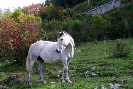 Prato animal the abruzzo national park