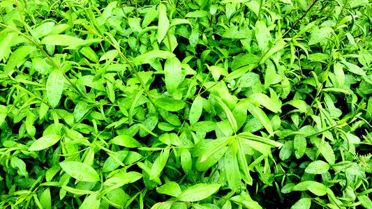Garden green plant