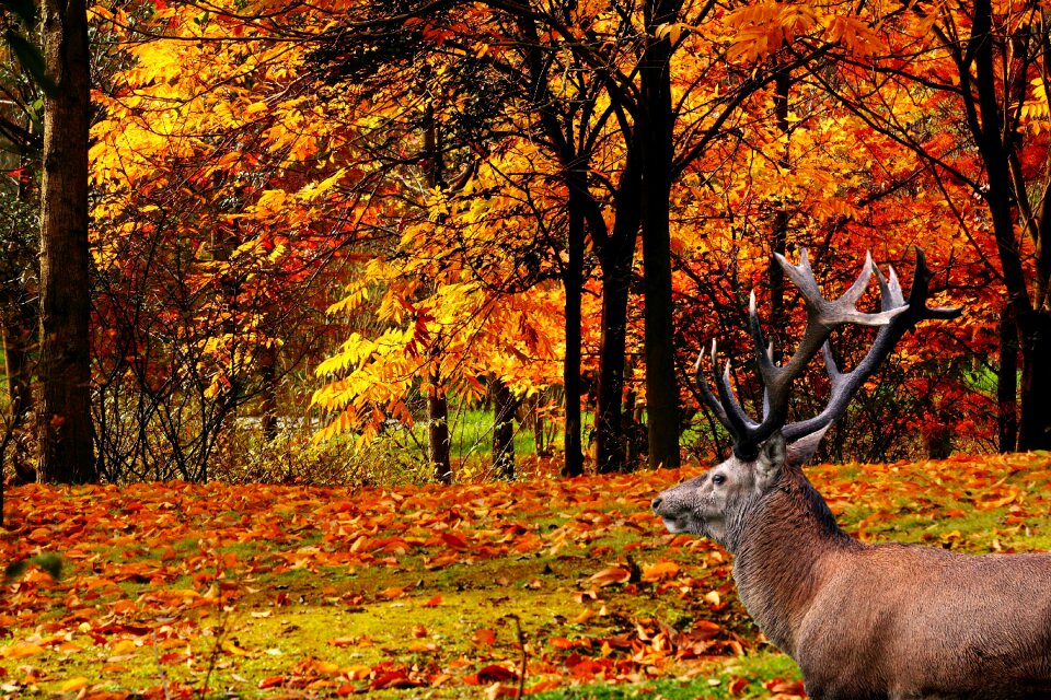 Antler autumn colorful leaves