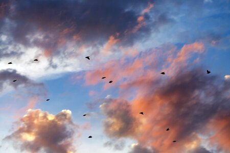 Birds nature sunlight